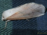 Arcyophora patricula